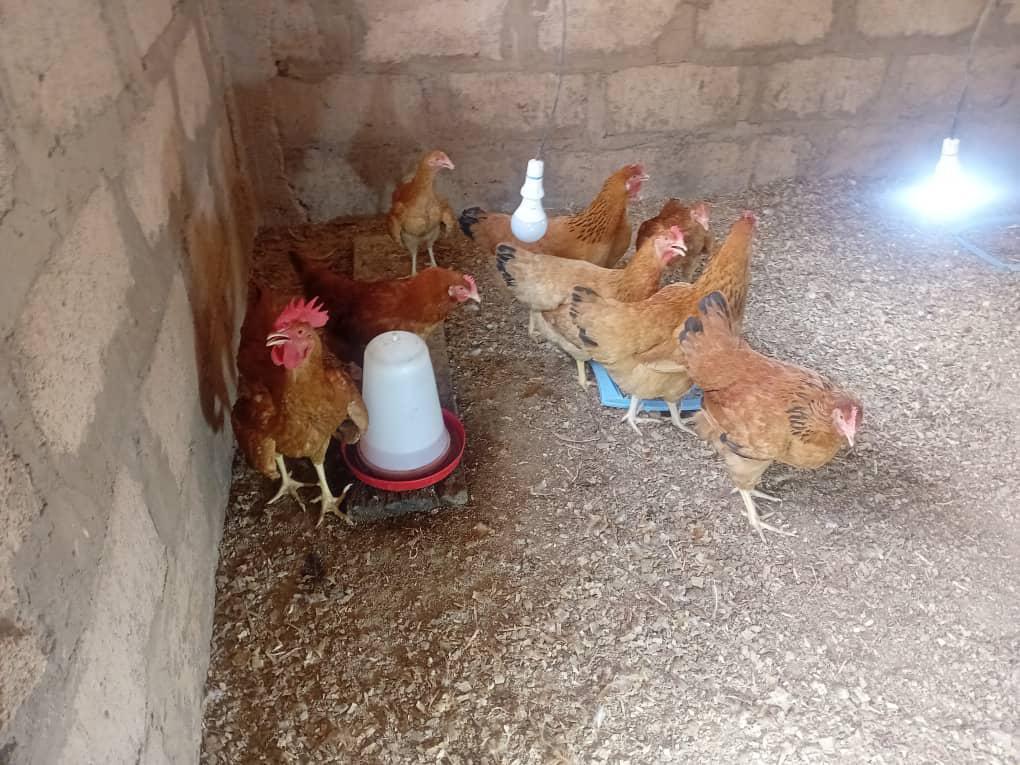 Juma Academy chicken farm — students with poultry